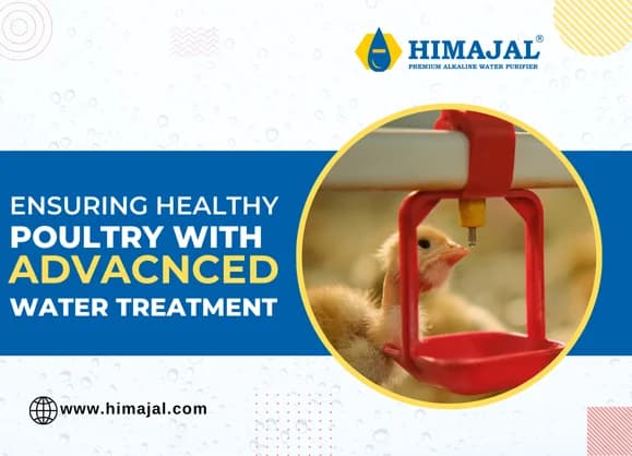 Himajal Water Softeners - Protecting Poultry Health Through Advanced Water Treatment for Poultry Farms