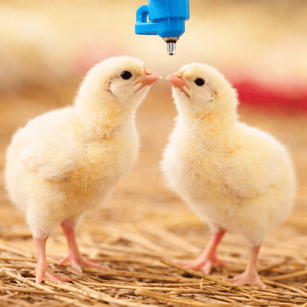 Poultry installation