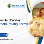 How Hard Water Affects Poultry Farms & Steps to Soften It