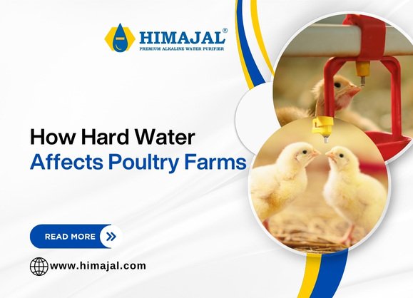 How Hard Water Affects Poultry Farms & Steps to Soften It